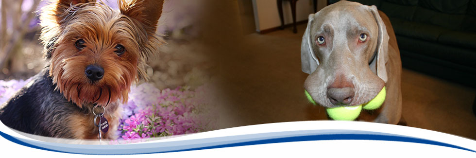 Precise Home Care skilled nursing visit in Northeast Florida